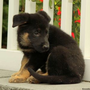 Indie, German Shepherd Puppy