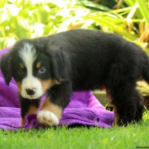 Indie, Bernese Mountain Dog Puppy