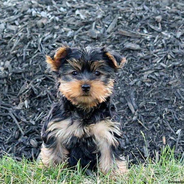 Indigo, Yorkshire Terrier Puppy