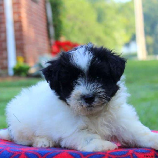 Indigo, Havanese Puppy