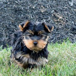 Indigo, Yorkshire Terrier Puppy