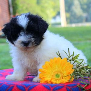 Indigo, Havanese Puppy