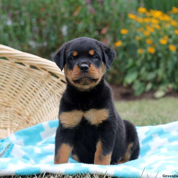 Irene, Rottweiler Puppy