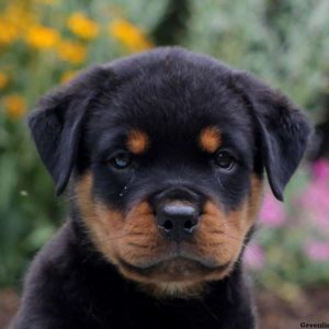 Irene, Rottweiler Puppy