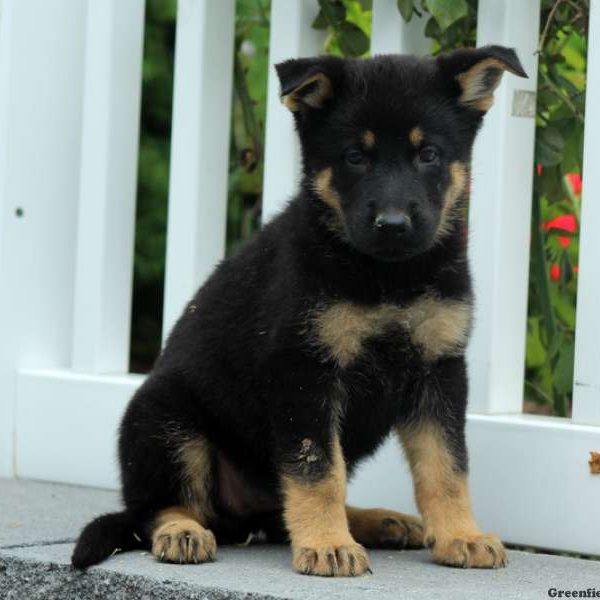 Iris, German Shepherd Puppy