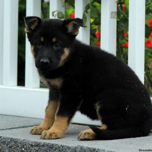 Iris, German Shepherd Puppy