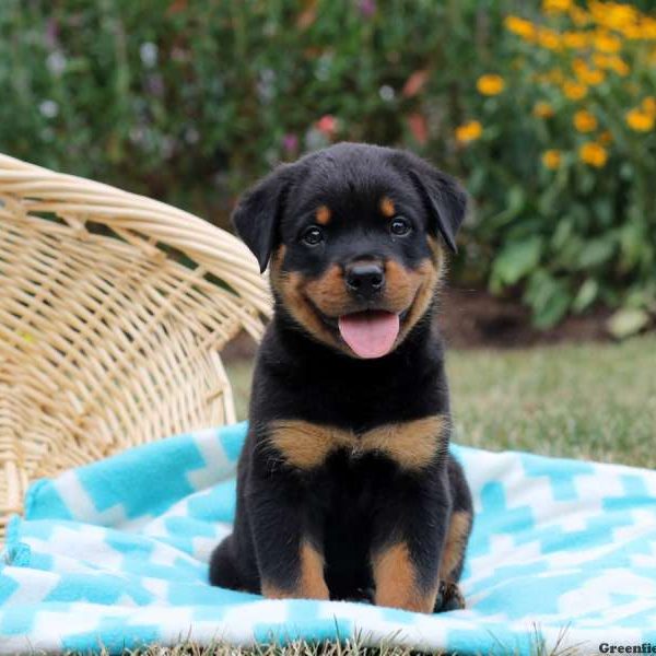 Irvin, Rottweiler Puppy