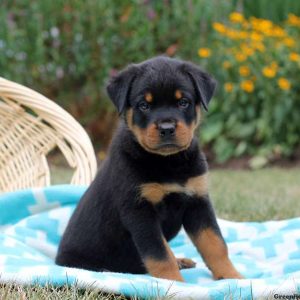 Irvin, Rottweiler Puppy