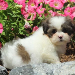 Irwin, Shih Tzu Puppy