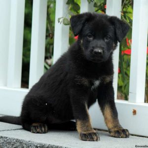 Isa, German Shepherd Puppy