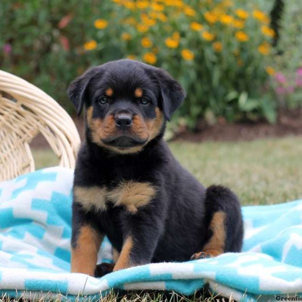 Isabella, Rottweiler Puppy