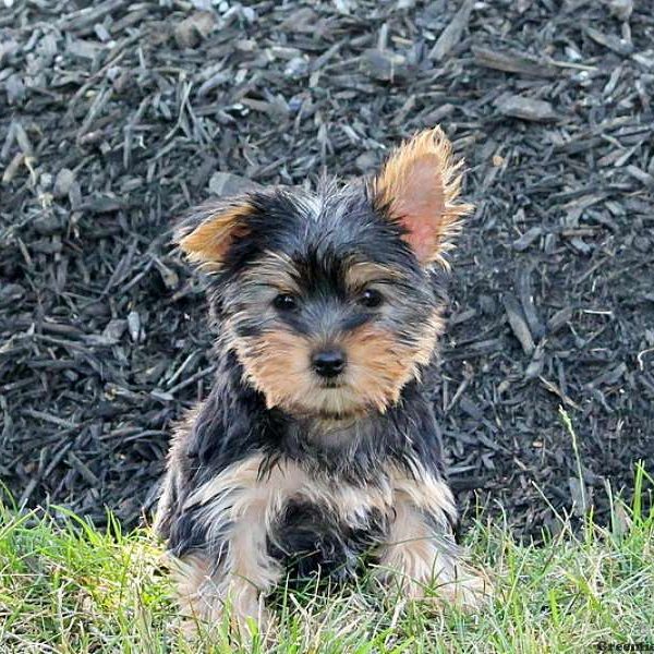 Isabella, Yorkshire Terrier Puppy