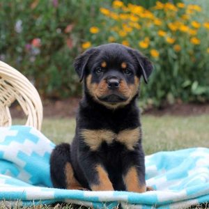 Isabella, Rottweiler Puppy