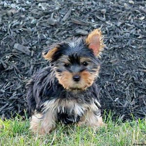 Isabella, Yorkshire Terrier Puppy