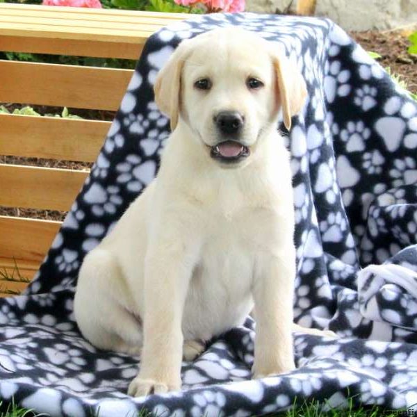 Isla, Labby Dabby Doo Puppy