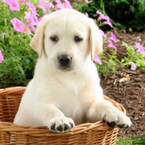 Isla, Labby Dabby Doo Puppy