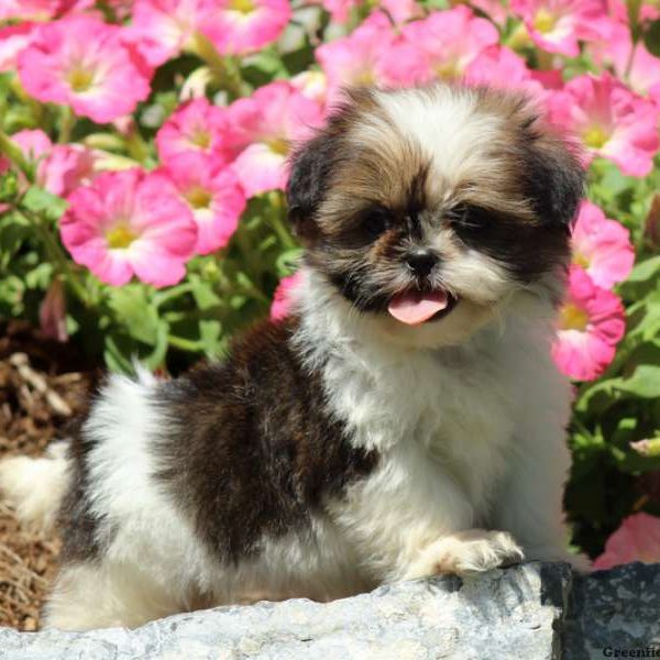 Ivy, Shih Tzu Puppy