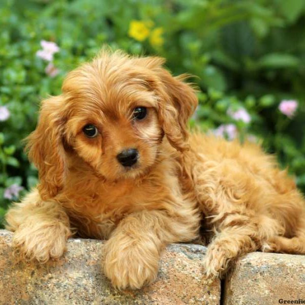 Ivy, Cavapoo Puppy