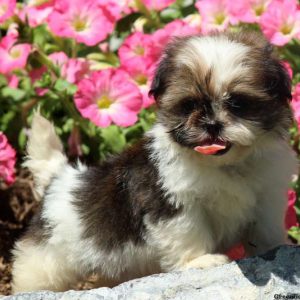 Ivy, Shih Tzu Puppy