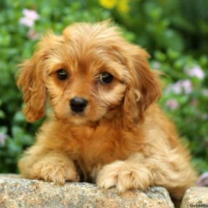 Ivy, Cavapoo Puppy