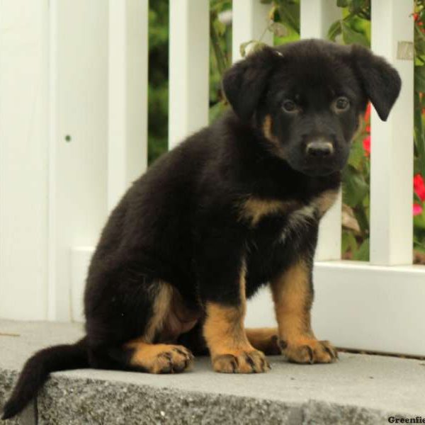 Izzy, German Shepherd Puppy