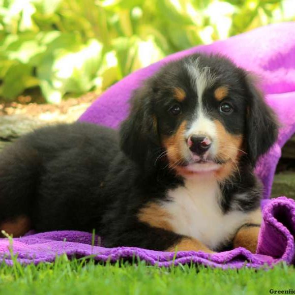 Izzy, Bernese Mountain Dog Puppy