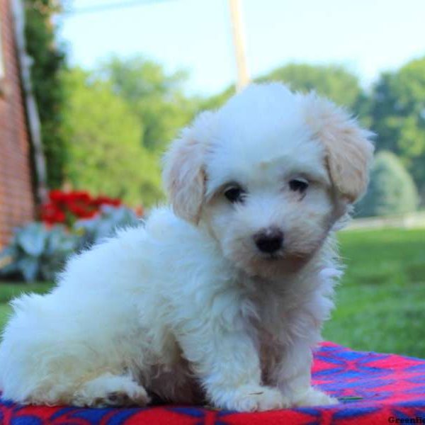 Izzy, Havanese Puppy