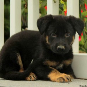 Izzy, German Shepherd Puppy