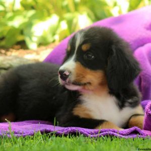 Izzy, Bernese Mountain Dog Puppy