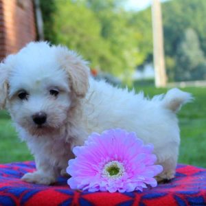 Izzy, Havanese Puppy