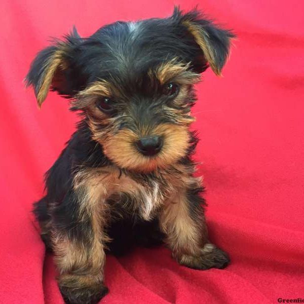 Jabe, Yorkshire Terrier Puppy