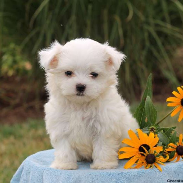 Jace, Maltese Puppy