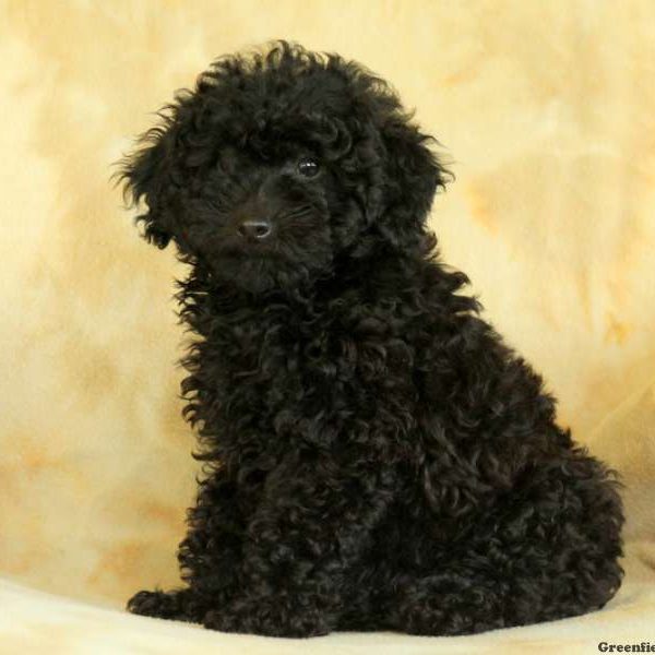 Jace, Miniature Poodle Puppy