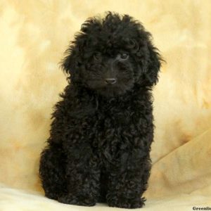 Jace, Miniature Poodle Puppy