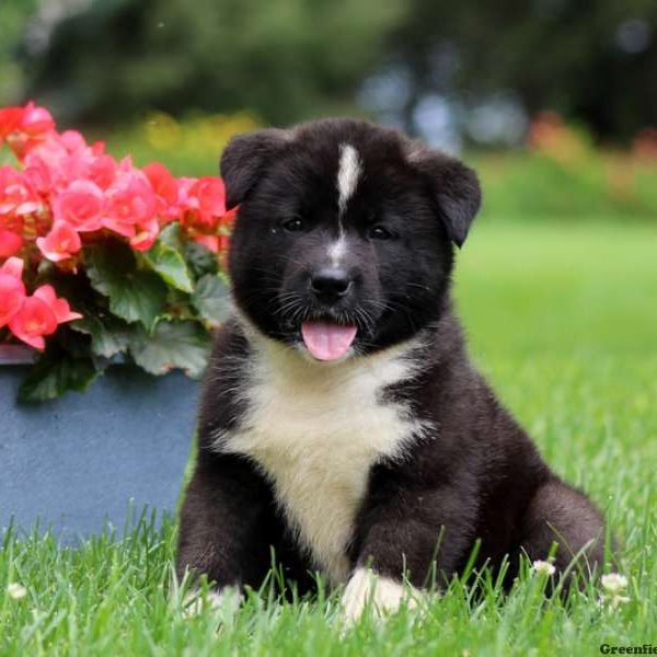 Jack, Akita Puppy