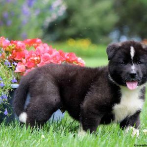 Jack, Akita Puppy