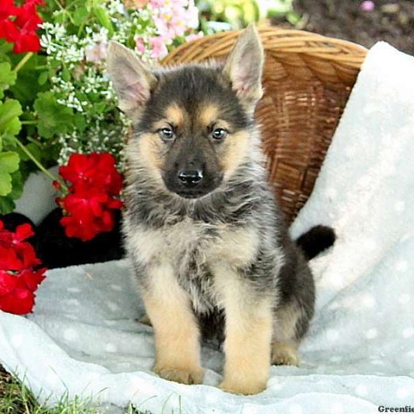 Jackson, German Shepherd Puppy