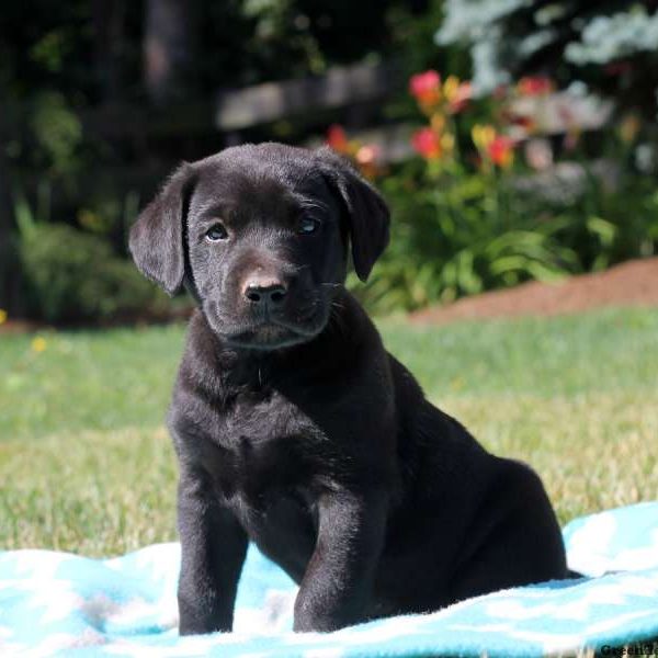 Jackson, Labrador Retriever-Black Puppy