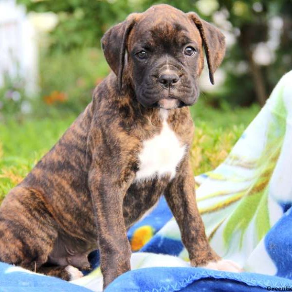 Jackson, Boxer Puppy