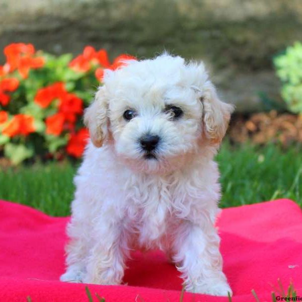 Jackson, Toy Poodle Puppy