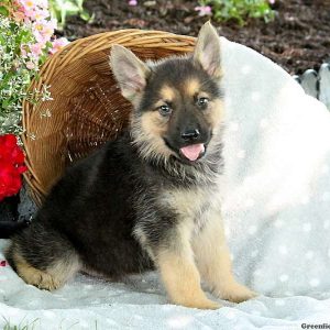 Jackson, German Shepherd Puppy