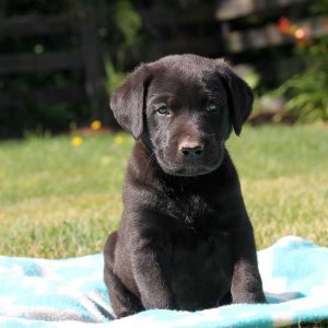 Jackson, Labrador Retriever-Black Puppy