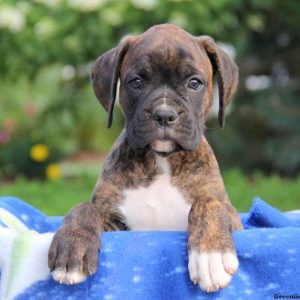 Jackson, Boxer Puppy