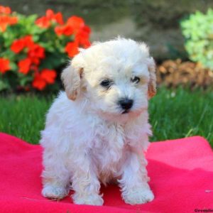 Jackson, Toy Poodle Puppy