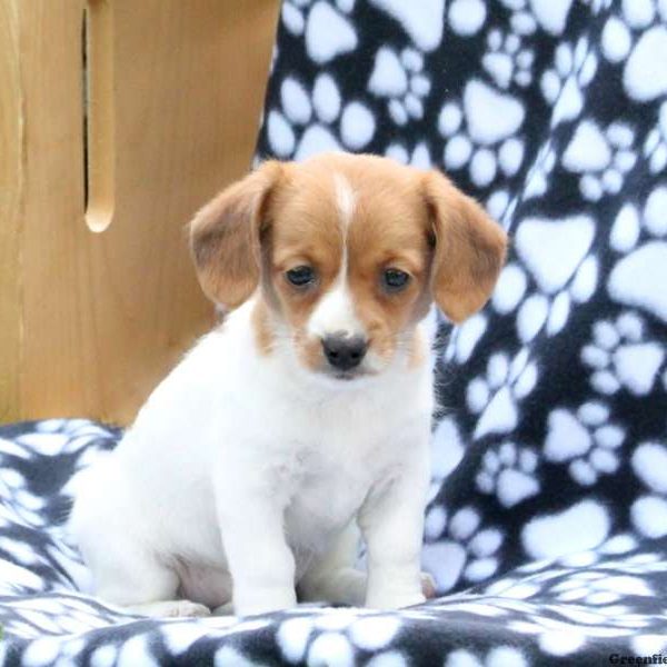 Jaclyn, Jack Russell Mix Puppy