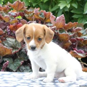 Jaclyn, Jack Russell Mix Puppy