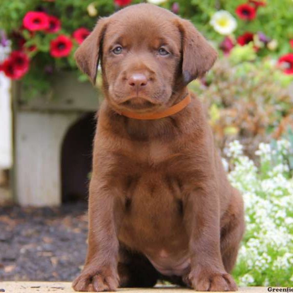 Jade, Labrador Retriever-Chocolate Puppy