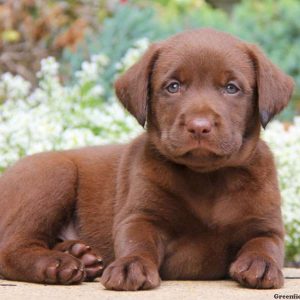 Jade, Labrador Retriever-Chocolate Puppy