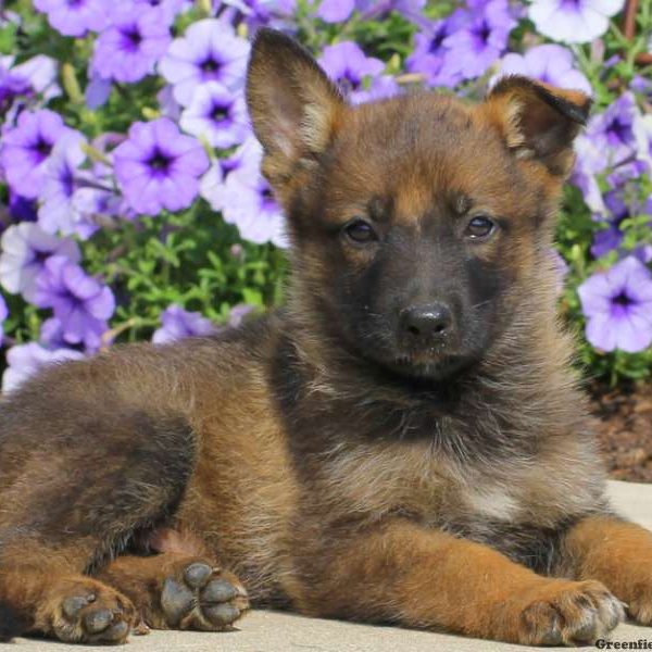 Jaden, German Shepherd Puppy