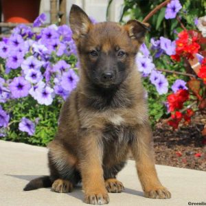Jaden, German Shepherd Puppy